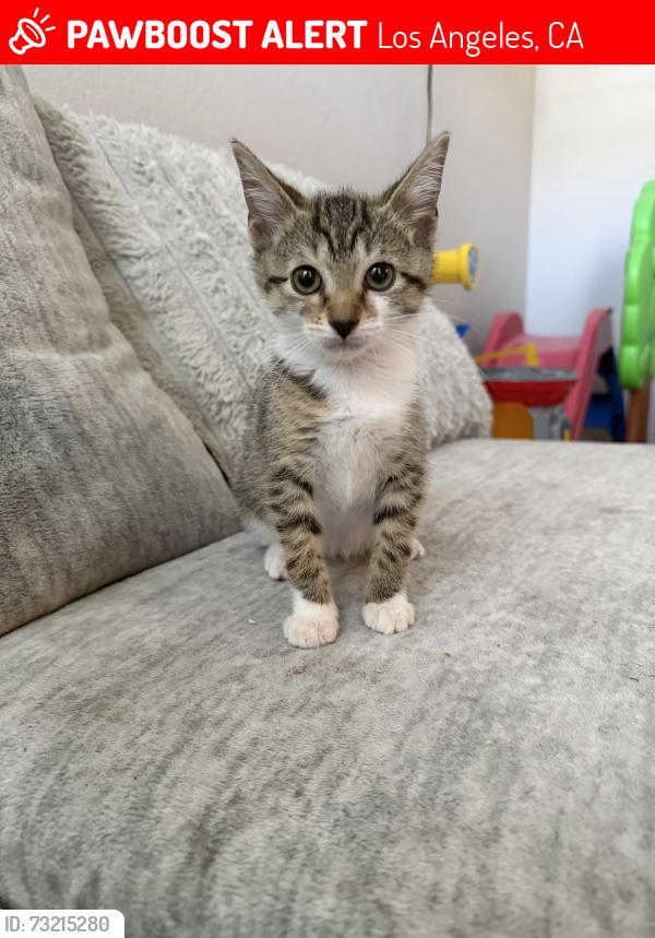 Lost Female Cat last seen Near strathern St, Los Angeles, CA 91352