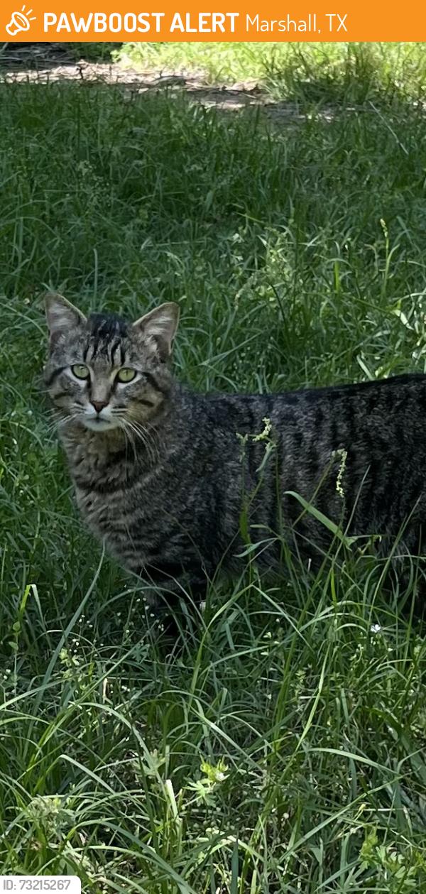 Found/Stray Male Cat last seen I-20 Caddo Lake exit, Marshall, TX 75670