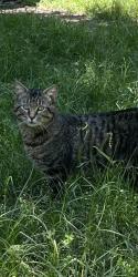 Found/Stray Male Cat last seen I-20 Caddo Lake exit, Marshall, TX 75670