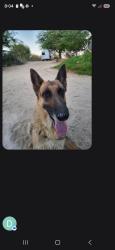 Found/Stray Female Dog last seen 19th and Ford in Sky Valley, Riverside County, CA 92241