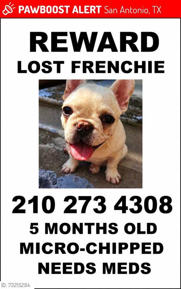 Lost Male Dog last seen Blanco and Fresno, San Antonio, TX 78212