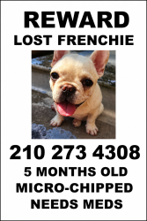 Lost Male Dog last seen Blanco and Fresno, San Antonio, TX 78212