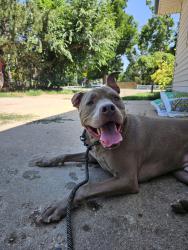 Found/Stray Male Dog last seen W Vine & Bryan, Fort Collins, CO 80521