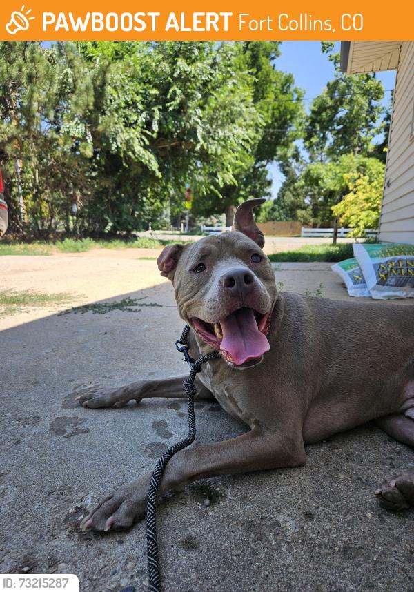 Found/Stray Male Dog last seen W Vine & Bryan, Fort Collins, CO 80521