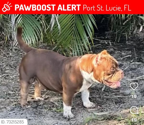 Lost Female Dog last seen Glazbrook, hogate, gimlet areas, Port St. Lucie, FL 34983