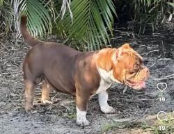 Lost Female Dog last seen Glazbrook, hogate, gimlet areas, Port St. Lucie, FL 34983