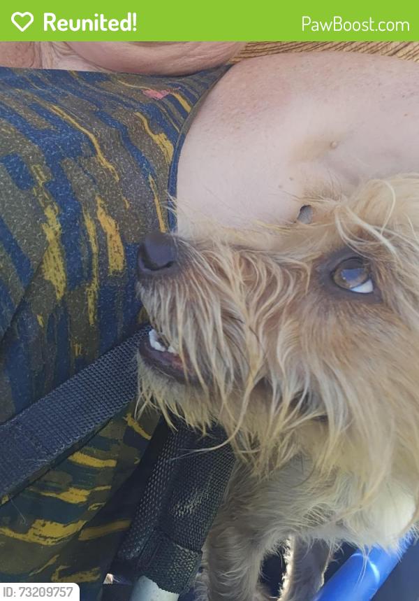 Reunited Male Dog last seen Lake lewisville, The Colony, TX 75056
