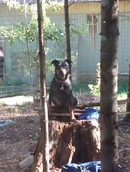 Lost Male Dog last seen Hoop loop, Priest River, ID 83856