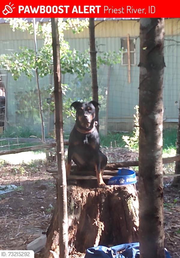 Lost Male Dog last seen Hoop loop, Priest River, ID 83856