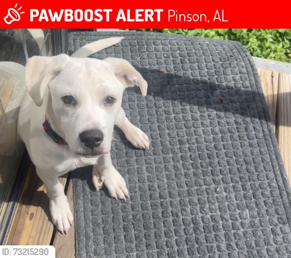 Lost Male Dog last seen Telia Drive, Pinson, AL 35126
