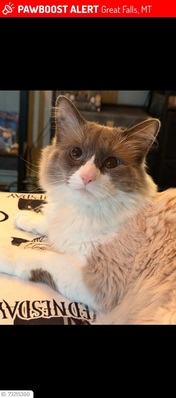 Lost Male Cat last seen 3rd Avenue N, Great Falls, MT 59401