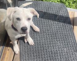 Lost Male Dog last seen Telia Drive, Pinson, AL 35126