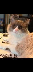Lost Male Cat last seen 3rd Avenue N, Great Falls, MT 59401