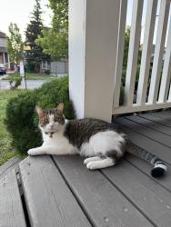 Lost Male Cat last seen Centennial GO, Markham, ON 