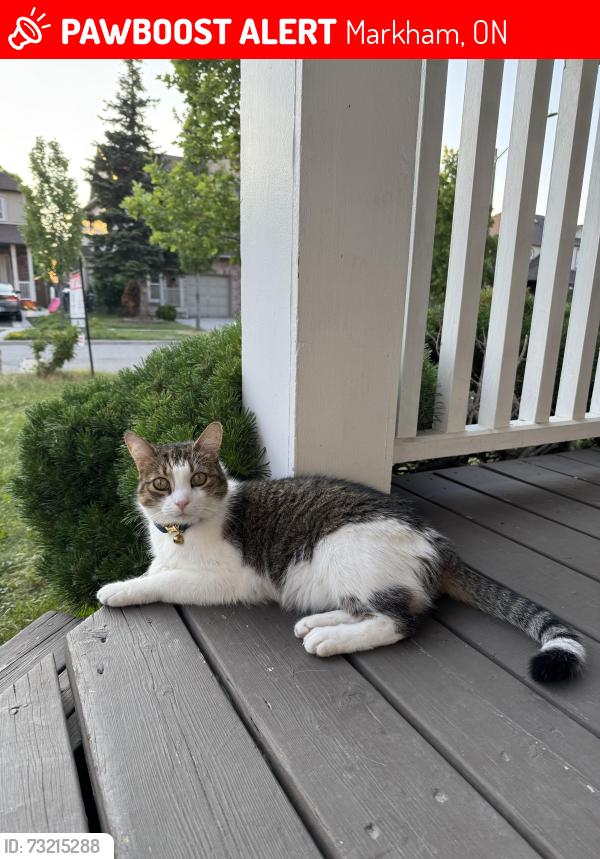 Lost Male Cat last seen Centennial GO, Markham, ON 