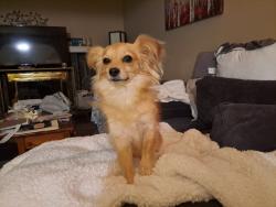 Lost Female Dog last seen South Natomas/Downtown Sacramento, Sacramento, CA 95811