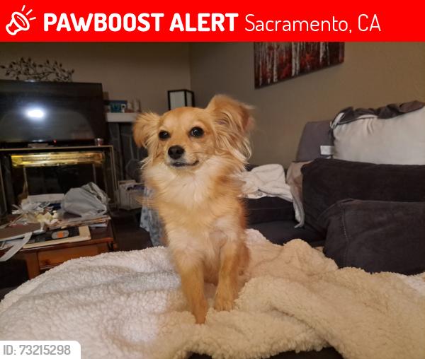 Lost Female Dog last seen South Natomas/Downtown Sacramento, Sacramento, CA 95811