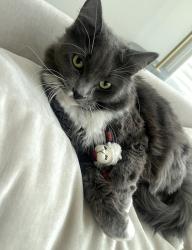 Reunited Male Cat last seen Glennfield Manor. N Linder Rd, W Cherry Ln, Meridian, ID 83646