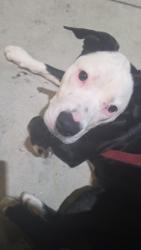 Reunited Female Dog last seen Sunset/Alvarado, Los Angeles, CA 90026