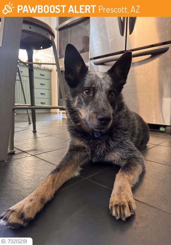 Found/Stray Male Dog last seen Near Raven Cafe in Prescott, Prescott, AZ 86301