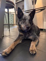 Found/Stray Male Dog last seen Near Raven Cafe in Prescott, Prescott, AZ 86301