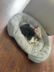 Lost Male Cat last seen cresta dr, Menifee, CA 92584