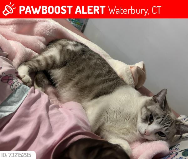 Lost Female Cat last seen Fulton Park, Waterbury, CT 06710