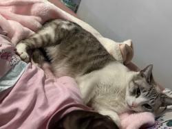 Lost Female Cat last seen Fulton Park, Waterbury, CT 06710