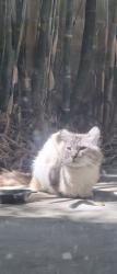 Found/Stray Unknown Cat last seen In my patio, South Pasadena, CA 91030