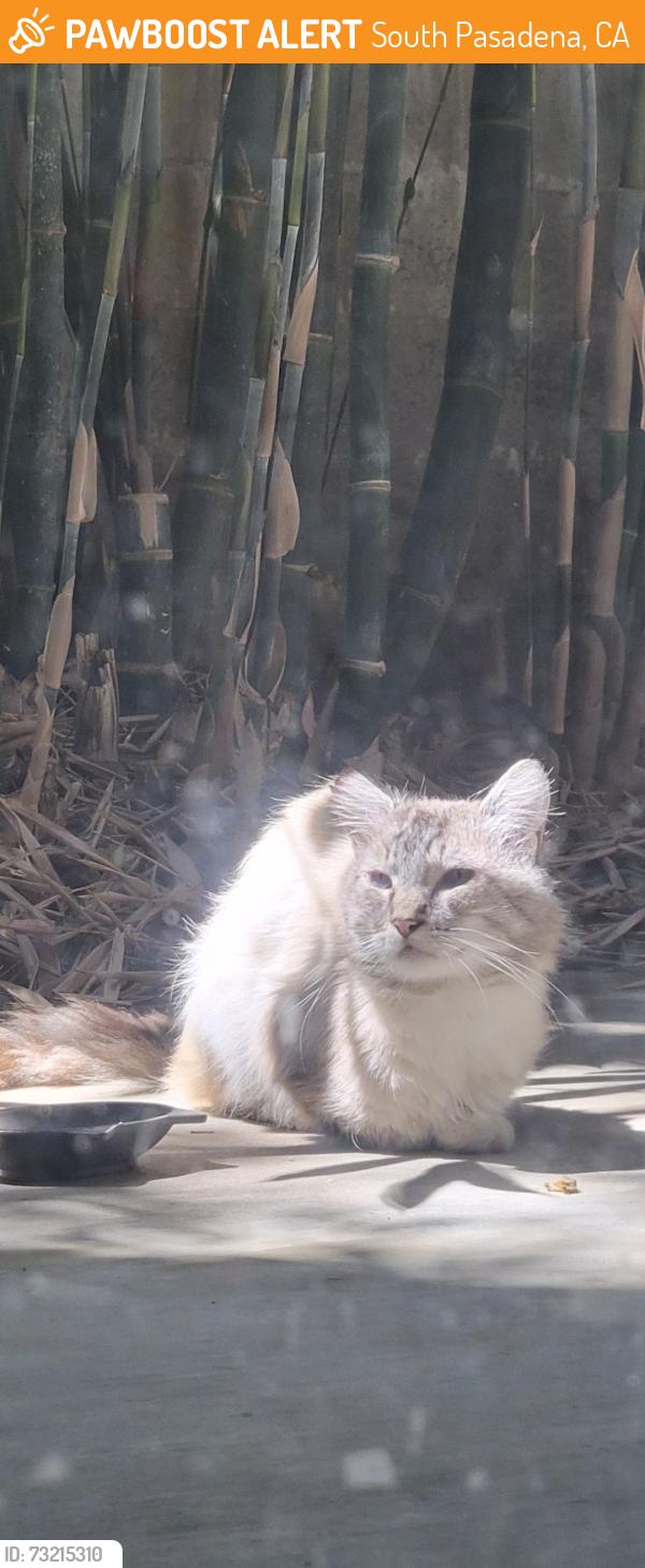 Found/Stray Unknown Cat last seen In my patio, South Pasadena, CA 91030