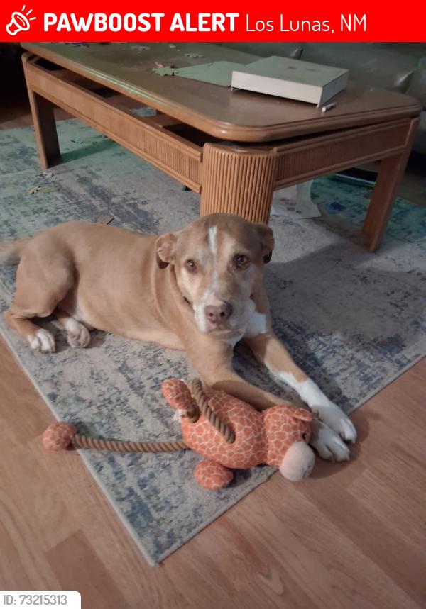 Lost Male Dog last seen BLUEHILL AND BENNETT, Los Lunas, NM 87031