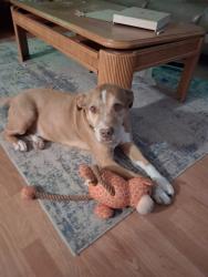 Lost Male Dog last seen BLUEHILL AND BENNETT, Los Lunas, NM 87031