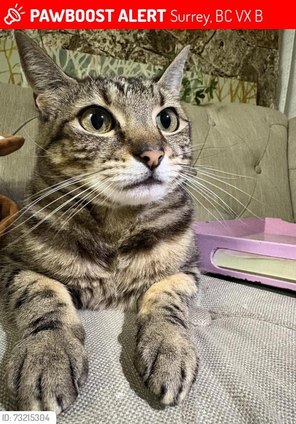 Lost Female Cat last seen Panorama Ridge Surrey BC, Surrey, BC V3X 1B6