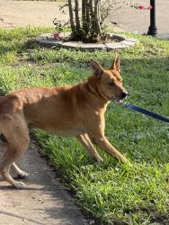 Found/Stray Male Dog last seen W fuqua, Missouri City, TX 77489