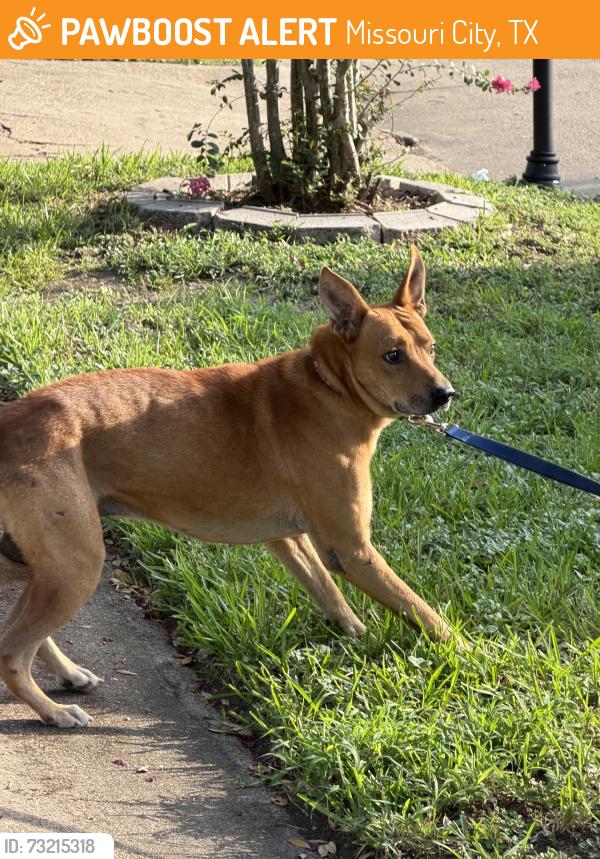 Found/Stray Male Dog last seen W fuqua, Missouri City, TX 77489