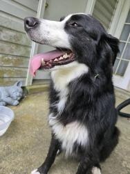 Found/Stray Male Dog last seen Weatherwood Dr., Pensacola, FL 32506