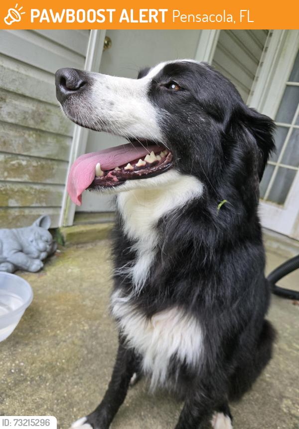 Found/Stray Male Dog last seen Weatherwood Dr., Pensacola, FL 32506