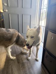 Reunited Female Dog last seen 1st Street, San Jose, CA 95125