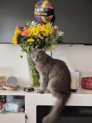 Lost Female Cat last seen Near Gay St and 955 e Hyde Park Blvd, Inglewood 90302, Inglewood, CA 90302