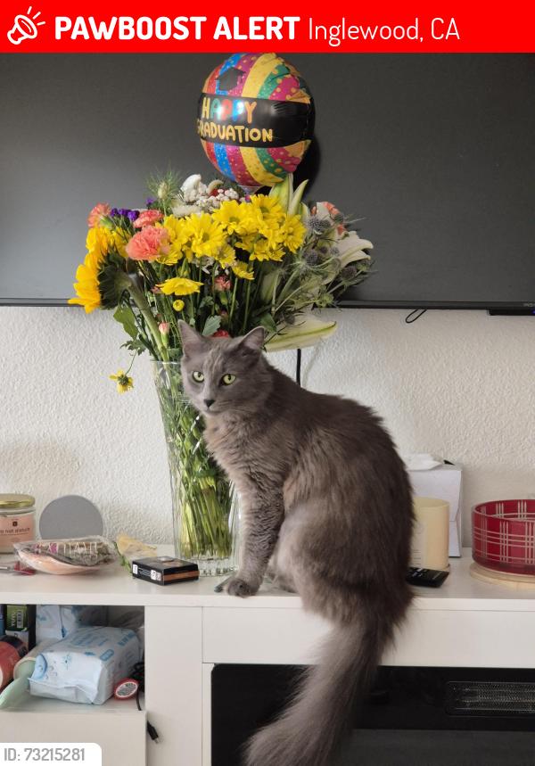 Lost Female Cat last seen Near Gay St and 955 e Hyde Park Blvd, Inglewood 90302, Inglewood, CA 90302