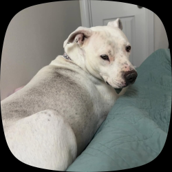 Lost Female Dog last seen Dyer and railroad by Dal Tile Plant, El Paso, TX 79934
