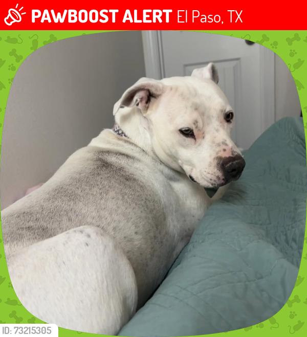 Lost Female Dog last seen Dyer and railroad by Dal Tile Plant, El Paso, TX 79934