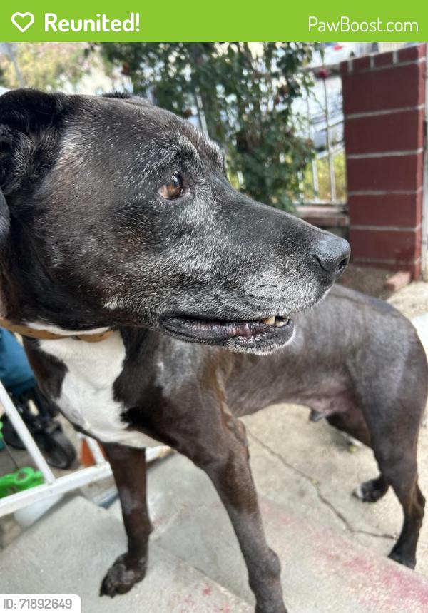 Reunited Male Dog last seen Johnston st. and main st., Los Angeles, CA 90031
