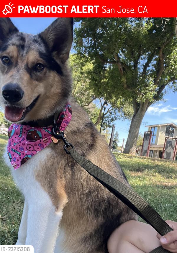 Lost Female Dog last seen downtown, San Jose, CA 95110