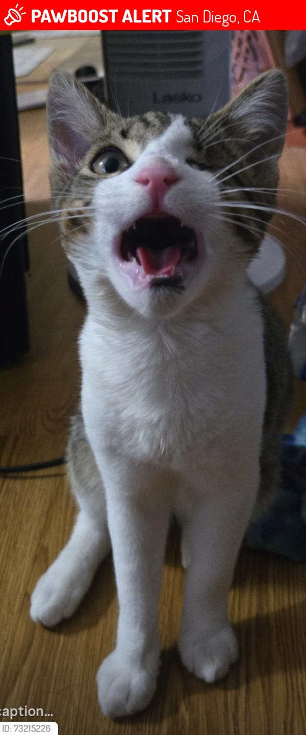 Lost Male Cat last seen Merlin drive, San Diego, CA 92114