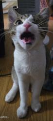 Lost Male Cat last seen Merlin drive, San Diego, CA 92114