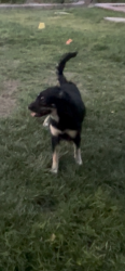 Reunited Female Dog last seen Rainbow between Cheyenne and Gowan, Las Vegas, NV 89108