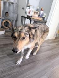 Reunited Male Dog last seen 1st Street, San Jose, CA 95125