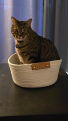 Lost Male Cat last seen Chambers and Bellview, Aurora, CO 80015