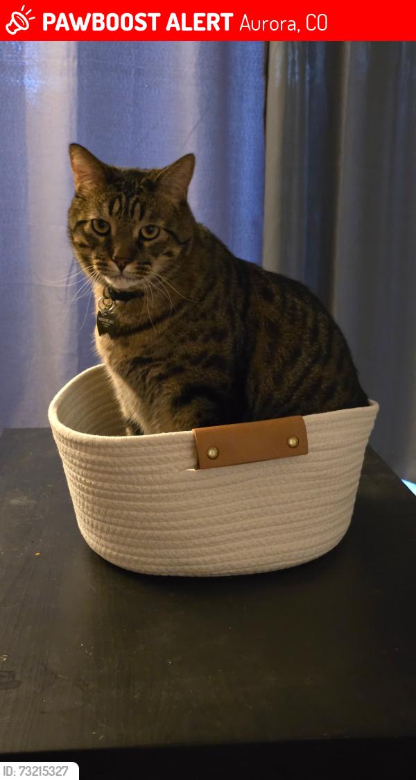 Lost Male Cat last seen Chambers and Bellview, Aurora, CO 80015
